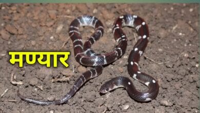 Manyar-snake-amravati-mandal