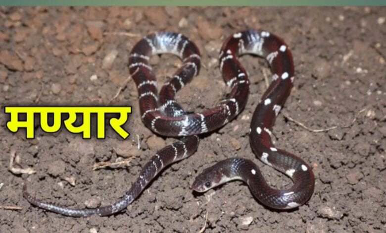 Manyar-snake-amravati-mandal