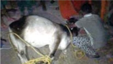 Cow-amravati-mandal