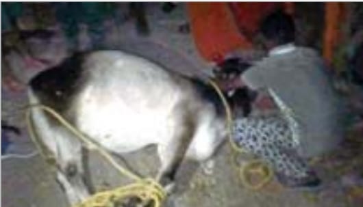 Cow-amravati-mandal