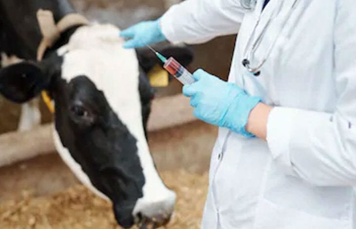 Vaccination-of-animals-amravati-mandal