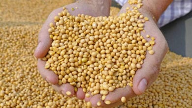 soyabean-Amravati-Mamdal