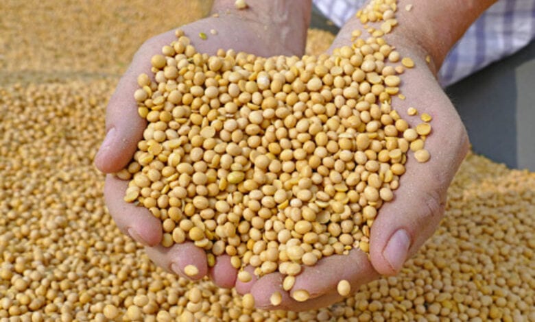 soyabean-Amravati-Mamdal