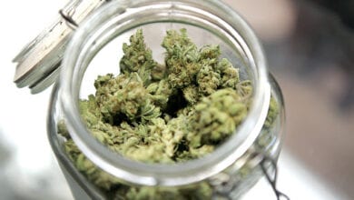 Cannabis-amravati-mandal
