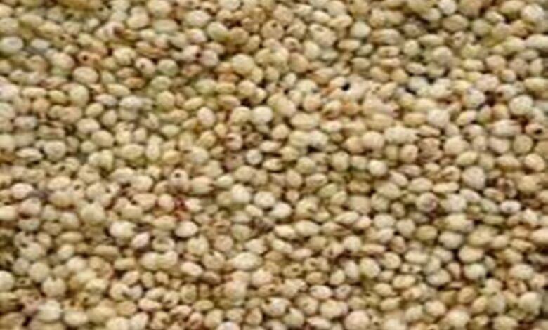Jowar-and-bajari-amravati-mandal