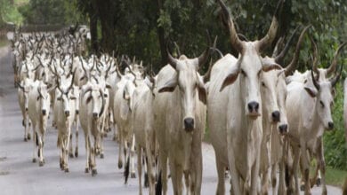 Cow-Amravati-Mandal