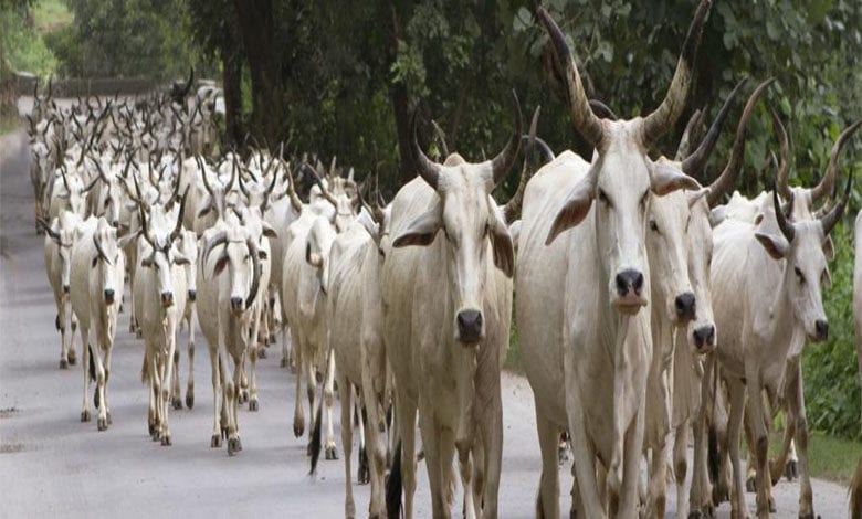 Cow-Amravati-Mandal