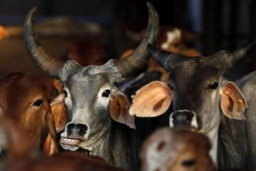 Cow-Amravati-Mandal