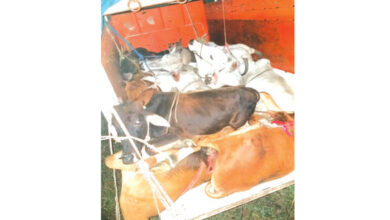 Cow-Smuggling-Amravati-Mandal