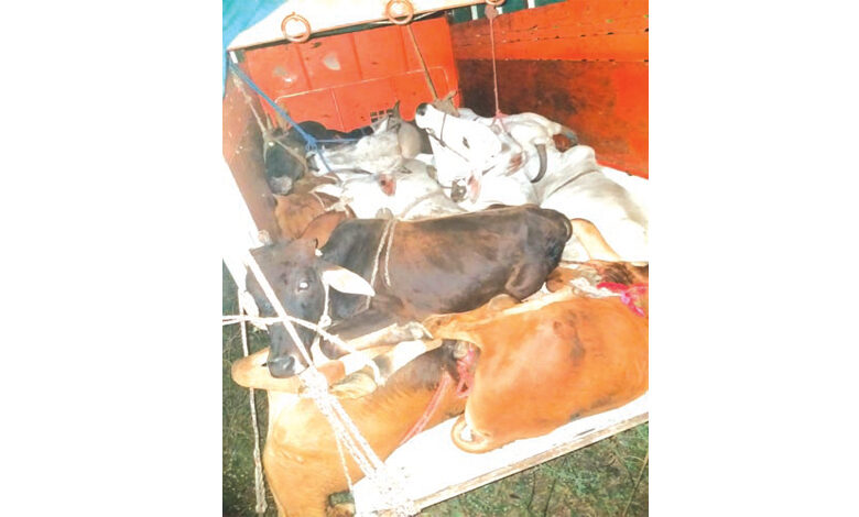 Cow-Smuggling-Amravati-Mandal