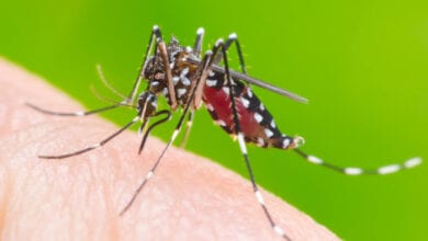 Dengue-Amravati-Mandal