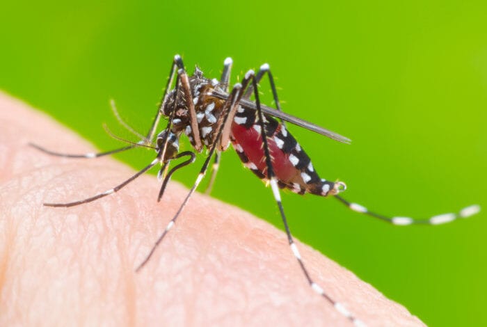 Dengue-Amravati-Mandal