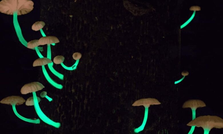 Glowing-Mushroom-Amravati-Mandal