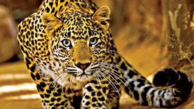 Leopard-Amravati-Mandal