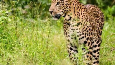 Leopard-Amravati-Mandal