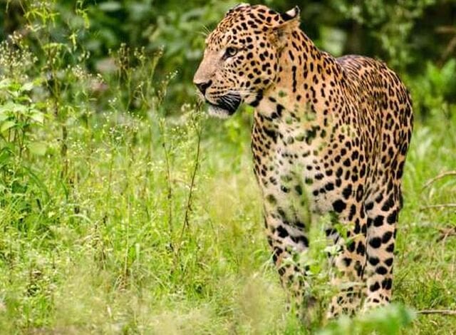 Leopard-Amravati-Mandal