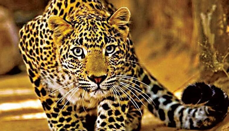 Leopard-Amravati-Mandal