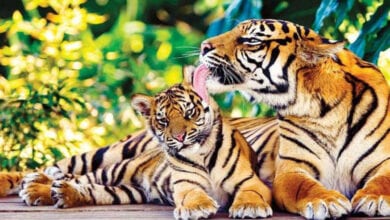 Melghat-Tiger-Amravati-Mandal