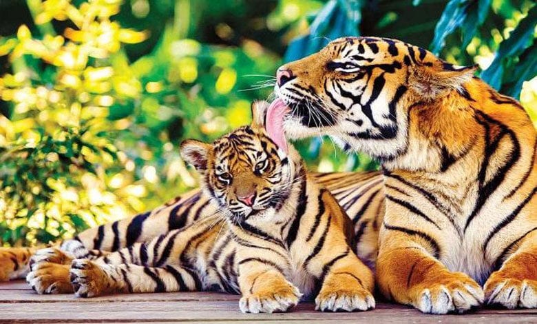 Melghat-Tiger-Amravati-Mandal