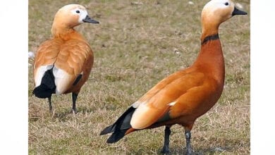 Rudy-Shelduck-amravati -mandal