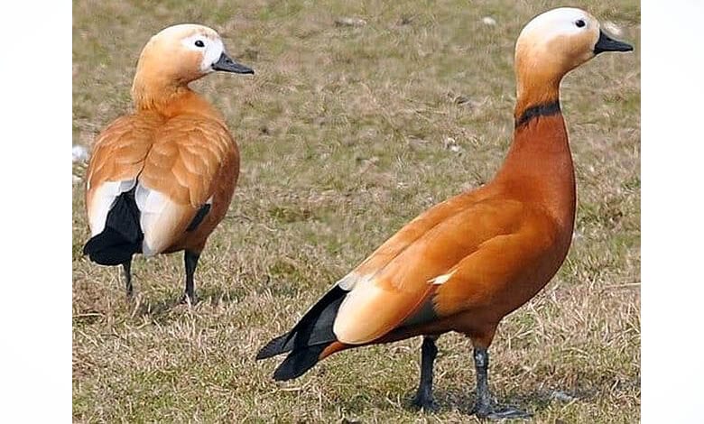 Rudy-Shelduck-amravati -mandal