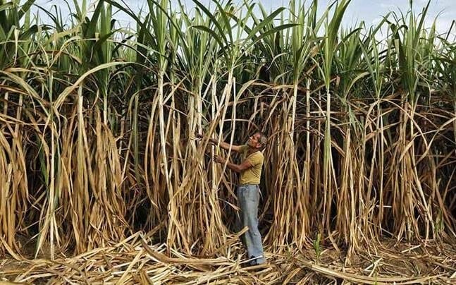 Sugar-Cane-Amravati-Mandal