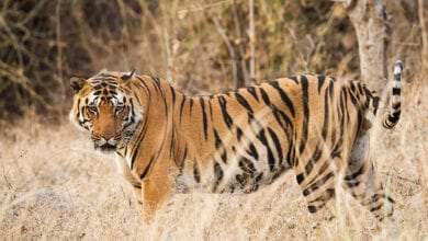 Tiger-Amravati-Mandal