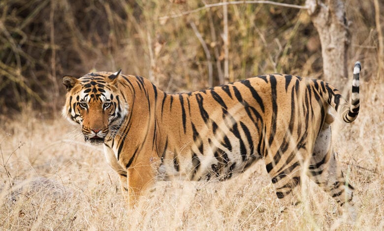 Tiger-Amravati-Mandal