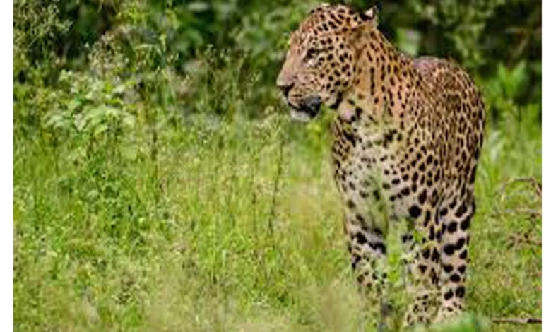 Wild-Animal-Amravati-Mandal