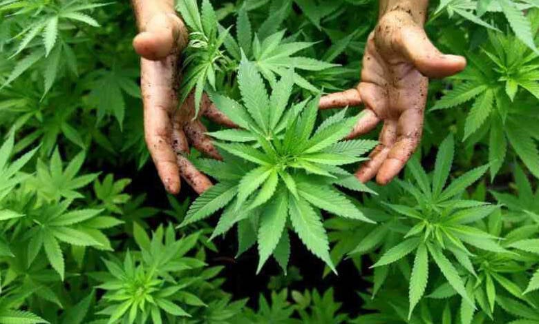 ganja-amravati-mandal