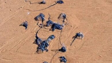 jellyfish-Amravati-Mandal