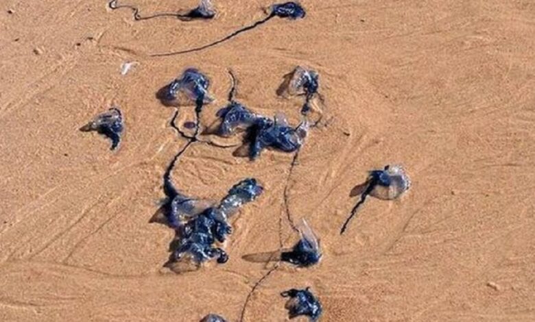 jellyfish-Amravati-Mandal