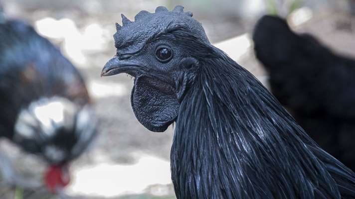 kadaknath-amravati-mandal