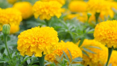 Marigold-Flower-amravati-mandal