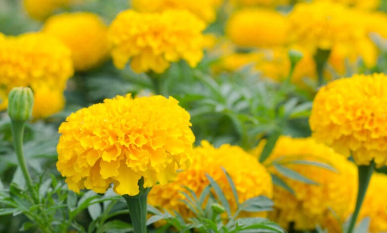 Marigold-Flower-amravati-mandal