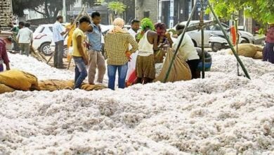Cotton-Purchased-amravati-mandal