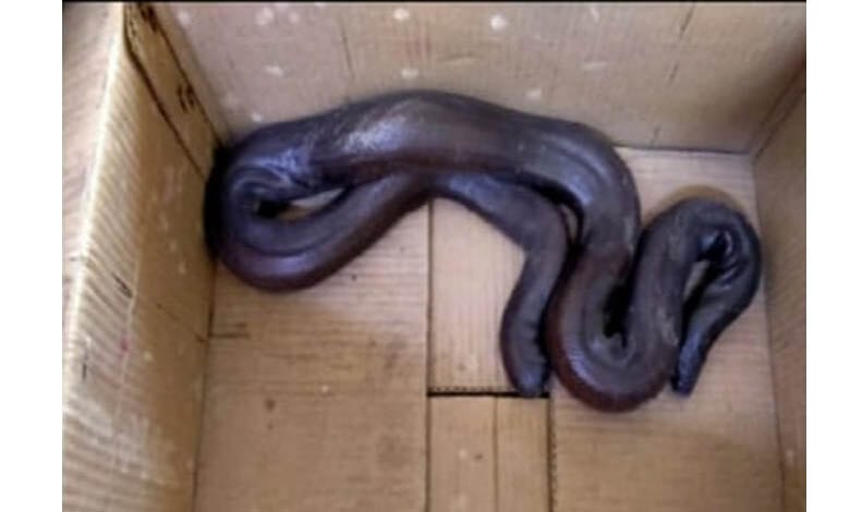 snake-amravati-mandal