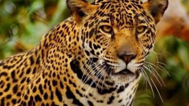 Leopard-amravati-mandal