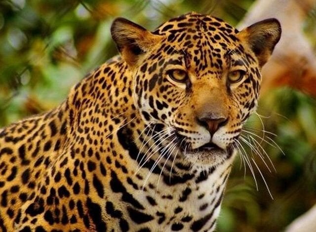Leopard-amravati-mandal