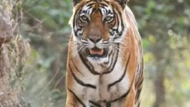 tiger-amravati-mandal