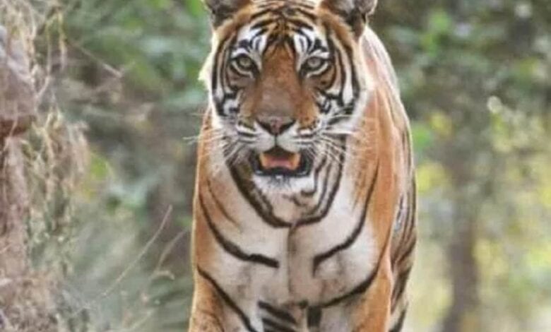tiger-amravati-mandal