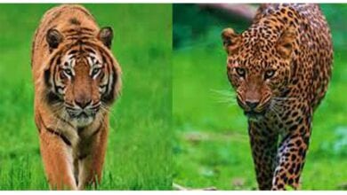 tiger-leoperd-amravati-mandal