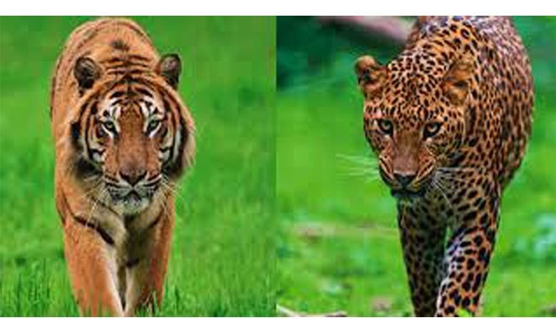 tiger-leoperd-amravati-mandal