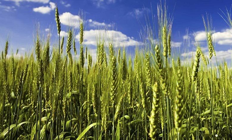 wheat-amravati-mandal