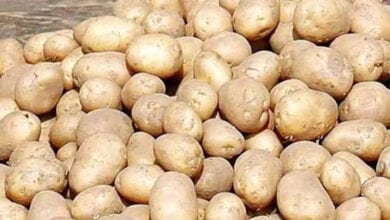 Potatoes-amravati-mandal