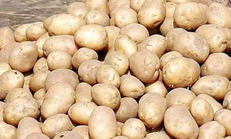 Potatoes-amravati-mandal