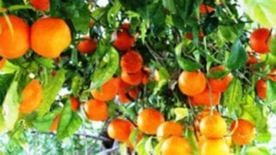 Orange-fruit-crop-amravati-mandal