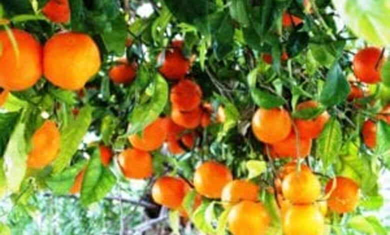 Orange-fruit-crop-amravati-mandal