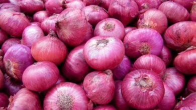 Onion-Grower-amravati-mandal