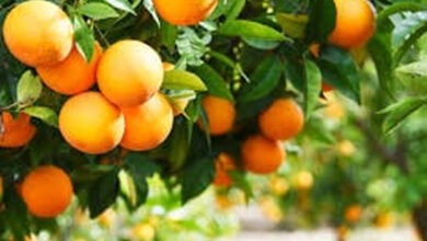 Orange-amravati-mandal